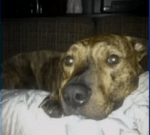 Screen Shot 2013-05-29 at 5.29.22 PM