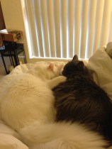 Essex is the white fur ball, Milly is the grey-bie...