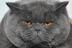 Screen Shot 2016-04-07 at 1.53.23 PM