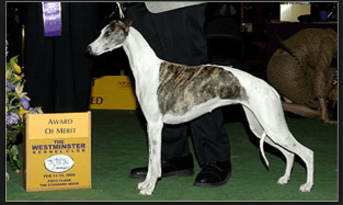 Screen Shot 2016-04-07 at 1.54.11 PM